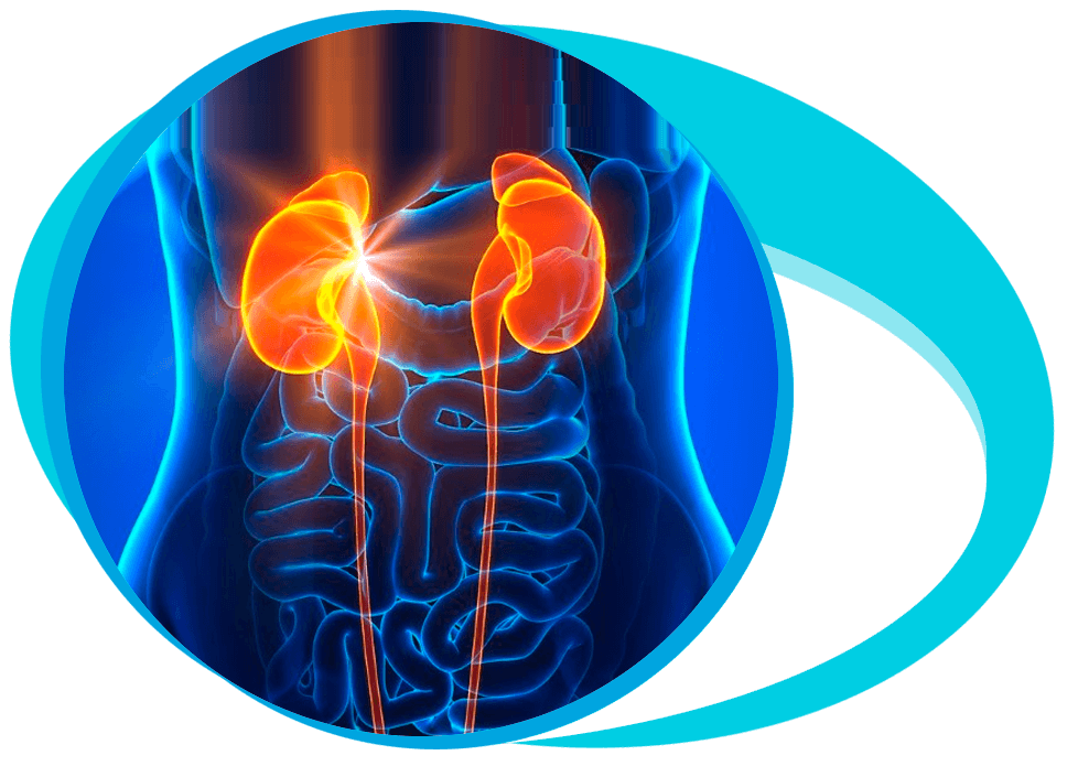 Guidelines on Renal (Kidney) in Iran