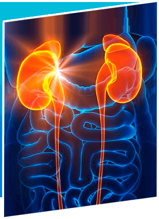 Guidelines on Renal (Kidney) Transplantation