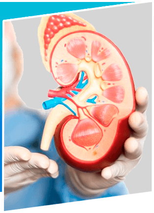 Kidney & Renal Transplant